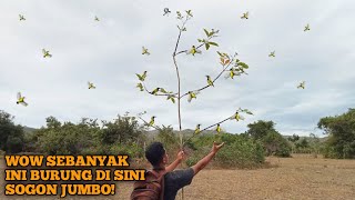 HUJAN BURUNG KEMBALI TERJADI...!!!