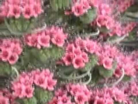 Video: Tower Of Jewels Plantepleje - Sådan dyrkes Echium Tower Of Jewels Flower