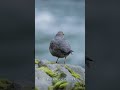 American Dipper Boppin&#39; an&#39;  a Singin&#39;