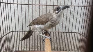 Timor Cikakua Bird Review