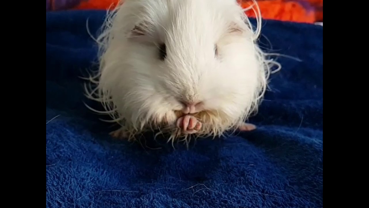 Shake it off guinea pig style featuring Charlotte