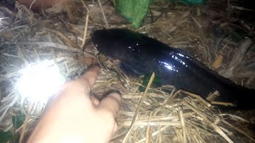 Cấm Câu Cá Lóc Dính Con Cá Trê Khủng Theo Cách Không Ngờ