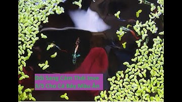 Đổi Sang Cho Cá Bảy Màu Ăn Cám Thái Inve 3/5  | Tuấn Cá Cảnh