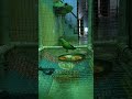 talking parrot 🦜video📸#parrot #birds #cute #follow #greenparrot #trending #shorts #shortvideo #viral
