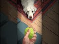 If Your Dog Brings You Toys… This is What it Means... #ytshorts #yt #dogvideos #dogpsychology #fypシ