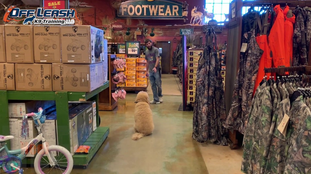 4 Year Old Goldendoodle | Best Goldendoodle Training Oklahoma | Board and Train