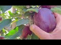 Adam super  shahnawaz khan  by horticulture updates  on 03092022