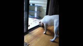 Dog reacts to Geese chew toys