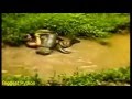 Biggest Python Snake Attacks Human   Giant Anaconda   Most Amazing Wild Animal Attacks