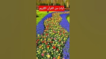 آيات من القرآن الكريم #اكسبلور #المصحف #دويتو #آية #لايك #الرحمن #راحة_نفسية #القارئ #duet