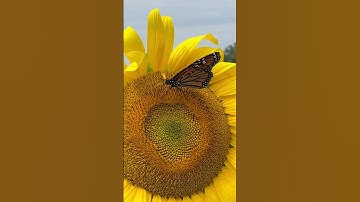 Thumbnail of Butterfly on a sunflower 🌻 🦋