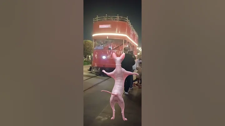 Watch the video about #cat #lol #crazily cat #funny #sphynx #crazy