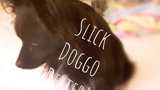 Slick Doggo Dexter