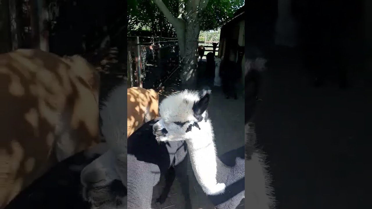 Альпаки: какой окраски могут бьІть? Рост и вес альпак 