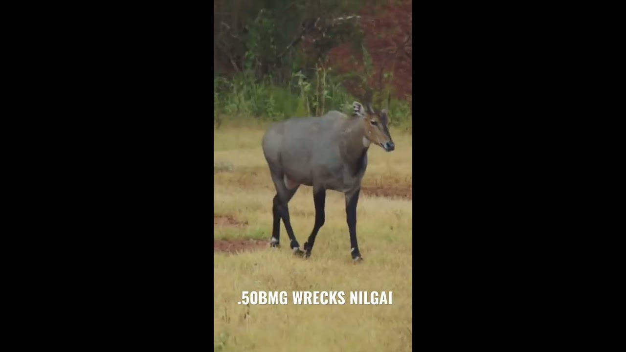 50 BMG bullet hits ANTELOPE like a TRUCK