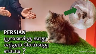 how to clean persian cat ears at home || lucky cattery தமிழில்!!