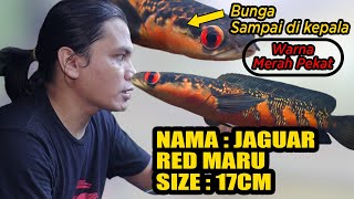 Disassemble the treatment of Channa Red Maru "JAGUAR" owner Mifada Predator Fish