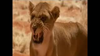 Lioness (Running Free) Sounds