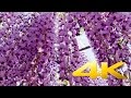 Wisteria Festival Ashikaga Park - Tochigi  - あしかがフラワーパーク - 4K Ultra …