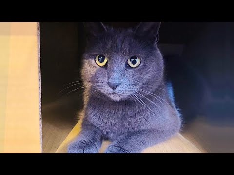 Video: Prečo Ma Moja Mačka Olizuje?