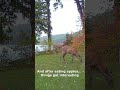What Is Wrong with Our Apples? #funnyanimals #deer #wildlife
