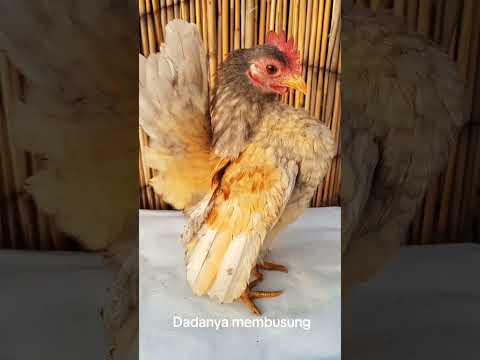 Bingung Bedain Ayam