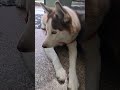 Funny Dog Video #choudhary #dog #cutedog #funny #cutepuppy #gali #short #ytshorts