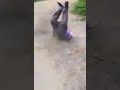 جاي لعندك قلك جاي لعندك قلك