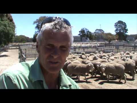 Merino ewes fetch