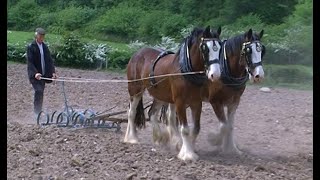 Farming Oats in Ireland  Vintage Tractor Documentary