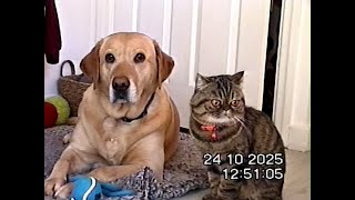 Labrador & Cat Lazy Friday - Sony CCD-TR425E (Video8 Handycam) screenshot 4
