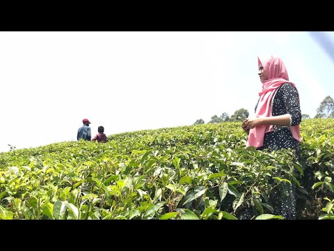 Beauty of Munnar🌿🌿🌿|