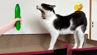 You Laugh You Lose Dogs And Cats  Funny Animal Moments # 25