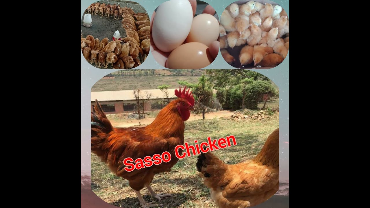 Sasso Chicken, ilang buwan bago mangitlog at pweding ibenta, (Free range chicken)