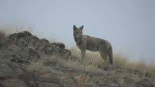 Coyote
