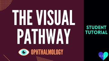 The Visual Pathway - Medical Tutorial
