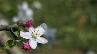 Apple Blossoms In North Georgia \& Blue Ridge, GA at Mercier Orchards