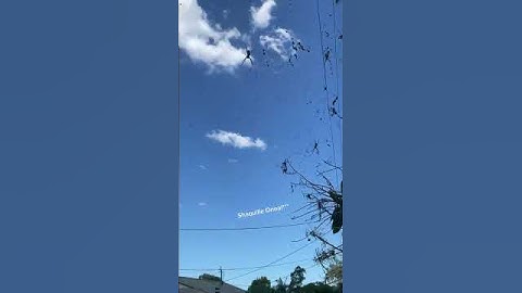 SCARY Spiders Hang Over Australian Street! #Spiders #Shorts