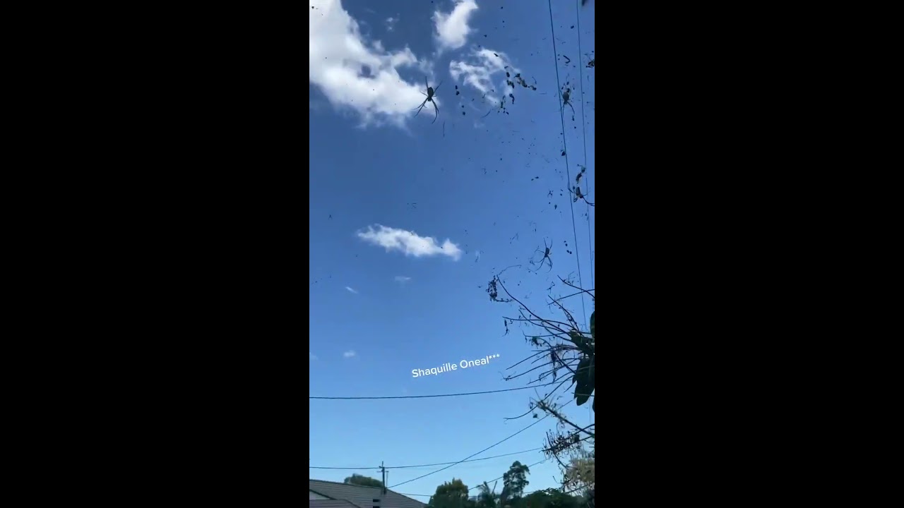 SCARY Spiders Hang Over Australian Street! #Spiders #Shorts