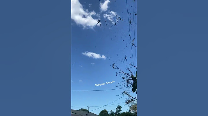SCARY Spiders Hang Over Australian Street! #Spiders #Shorts