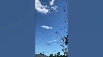 SCARY Spiders Hang Over Australian Street Spiders Shorts 
