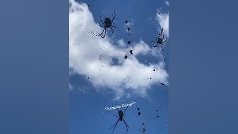 SCARY Spiders Hang Over Australian Street! #Spiders #Shorts