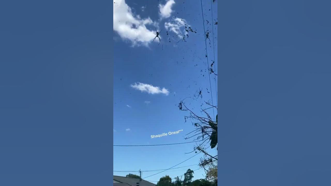 SCARY Spiders Hang Over Australian Street! #Spiders #Shorts