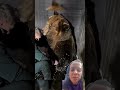 Abração de urso