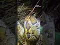 Florida hunter wrangles massive 200-pound Burmese python in Everglades