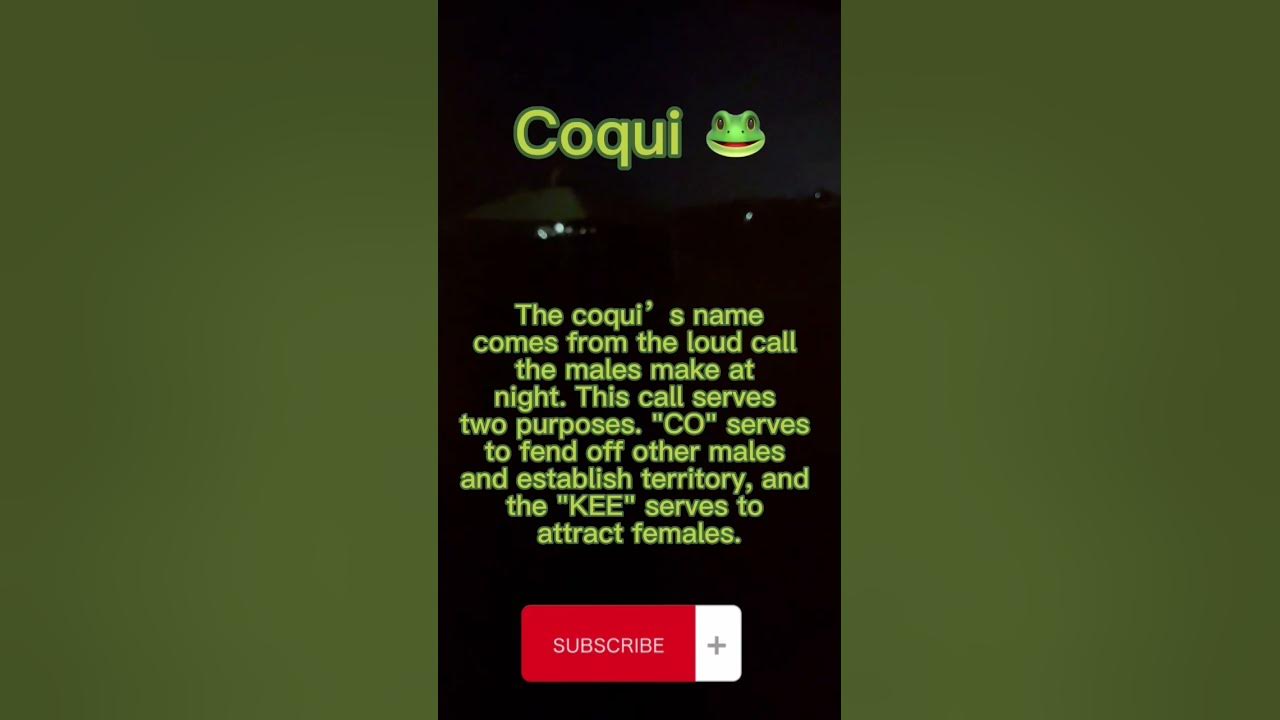 Coqui Frog in Puerto Rico 🐸🇵🇷