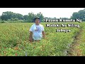 Paano Kumita Ng Malaki Sa Siling Labuyo || By:Tata Johnny's TV || Vlog # 7