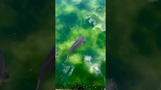 Italy 🇮🇹  Giant carps in the pond of Royal Palace in Caserta #shorts