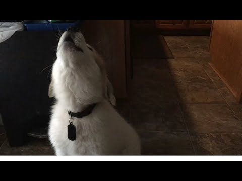 Very Cute Puppy Howling Like a Wolf for the First Time - (The Life of Thor #3)