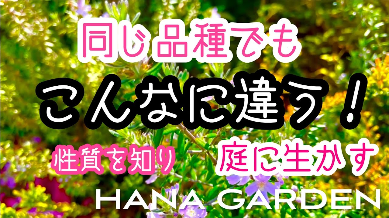 ガーデニング ラベンダー・ローズマリー・シモツケ・ウェストリンギア